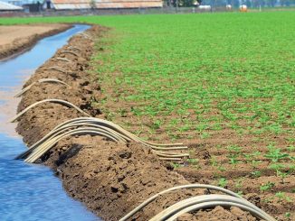 Eau : La nappe phréatique marocaine a-t-elle été contaminée par des résidus de pesticides?
