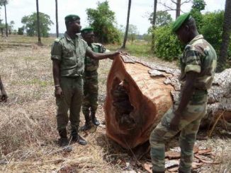 Sénégal : le ministre de l’Environnement et du Développement durable dénonce la coupe du bois