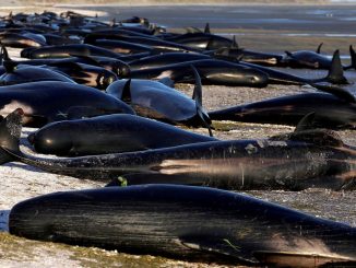 Suicide collectif: 150 baleines ont été découvertes sur les sables des côtes Australiennes