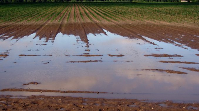 D’importants dégâts sur les récoltes et les élevages à Ksar El Kebir D’importants dégâts sur les récoltes et les élevages à Ksar El Kebir