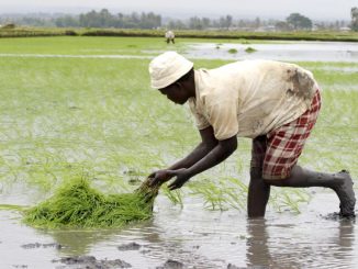 les agriculteurs kényans