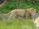 Biodiversité : Bonne nouvelle pour les lions d'Asie