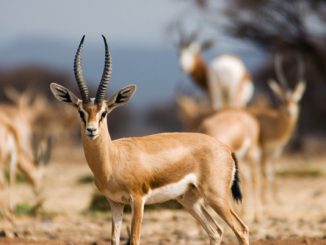 Biodiversité Maroc : Transfert des gazelles dorcas vers différents parcs du Royaume