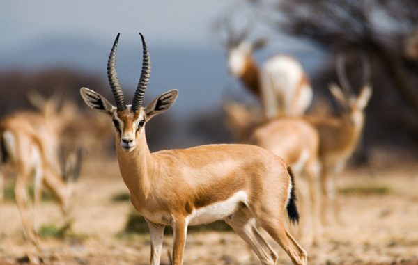 Biodiversité Maroc : Transfert des gazelles dorcas vers différents parcs du Royaume