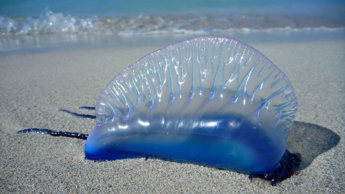Alerte aux méduses galères portugaises sur les côtes marocaines Alerte aux méduses galères portugaises sur les côtes marocaines