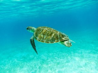 Tortue verte (Chelonia mydas)