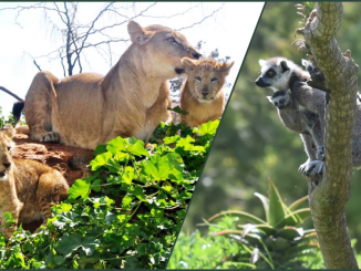 naissance de 4 lionceaux et de 2 lémurs catta