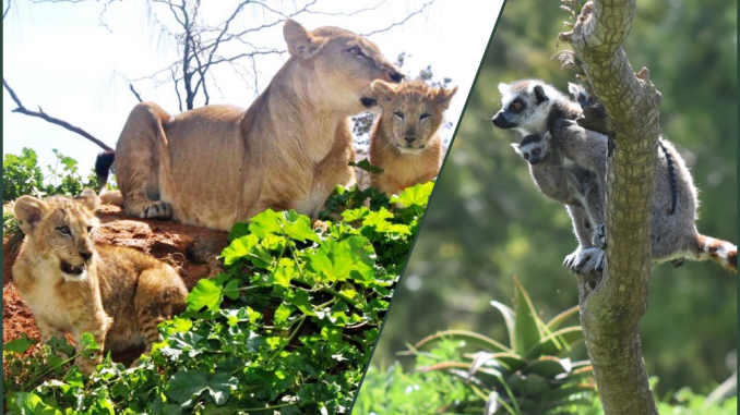 naissance de 4 lionceaux et de 2 lémurs catta naissance de 4 lionceaux et de 2 lémurs catta