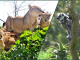 naissance de 4 lionceaux et de 2 lémurs catta