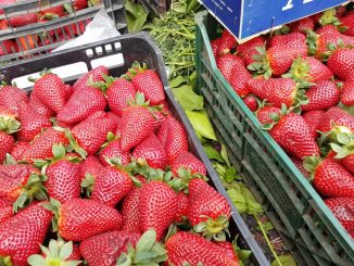 Moulay Bousselham: Coup d’envoi de la 8ème édition du Festival de la fraise