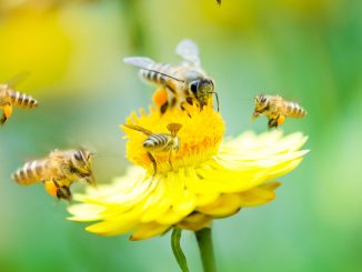 pollinisation des abeilles