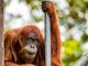 PUAN, l'orang-outang de Sumatra le plus vieux du monde