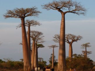 La grande majorité des plus vieux baobabs d'Afrique se meurent