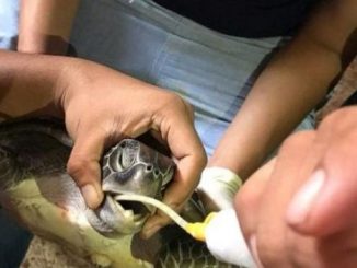 Des vétérinaires thaïlandais tentent d'alimenter une tortue verte ayant ingurgité des matières plastiques,