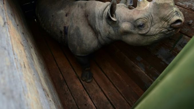 Kenya: sept rhinocéros morts après avoir été changés de parc Kenya: sept rhinocéros morts après avoir été changés de parc