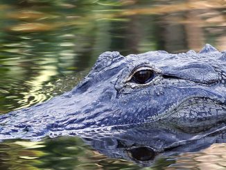 Indonésie: Terrible massacre de près de 300 crocodiles