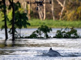 Brésil: les drones au service de la préservation des dauphins de l'Amazonie