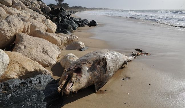 Des dauphins et des phoques échoués sur les plages de Floride