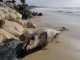 Des dauphins et des phoques échoués sur les plages de Floride