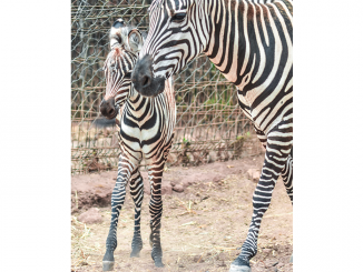 Nouvelle naissance d’un zèbre au au Jardin zoologique de Rabat