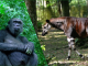 Transfert des okapis et des gorilles