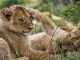 Afrique du Sud : Naissance des premiers lions-éprouvette