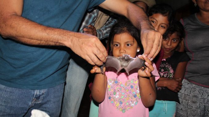 3 raisons d’aimer les chauves-souris les chauves-souris