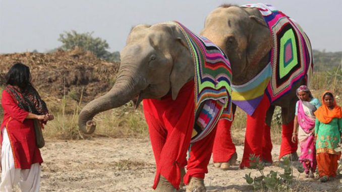 Le premier hôpital spécialisé en Inde pour les éléphants