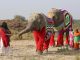 Le premier hôpital spécialisé en Inde pour les éléphants