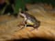 Les chercheurs ont découvert au Venezuela une nouvelle espèce endémique de crapaud miniature.