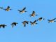 Argentine: Signature d’un accord portant sur la protection des oiseaux migrateurs