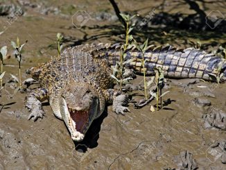 Australie: Des crocodiles dans les rues à cause des inondations