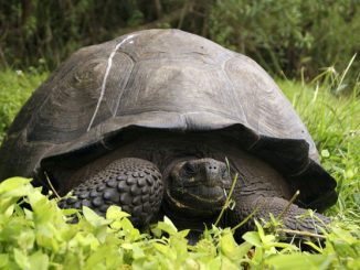 Découverte d'une espèce de tortue géante que l'on pensait éteinte depuis un siècle
