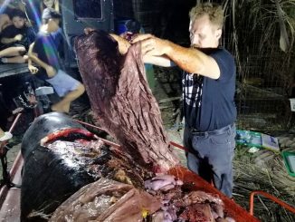 Pollution: Une baleine meurt de faim avec 40 kilos de plastique dans l'estomac
