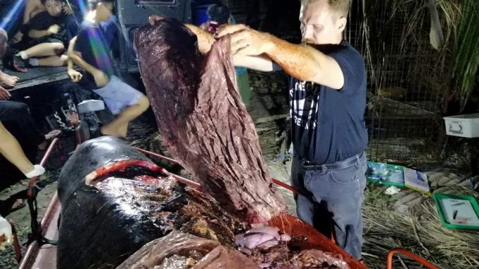 Pollution: Une baleine meurt de faim avec 40 kilos de plastique dans l'estomac Pollution: Une baleine meurt de faim avec 40 kilos de plastique dans l'estomac
