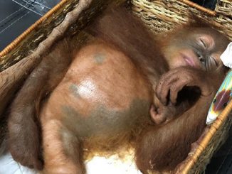 ESPÈCES MENACÉES : Un orang-outan drogué retrouvé dans une valise à Bali