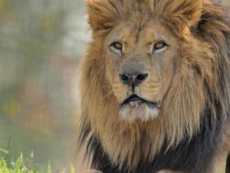 Lion de l'Atlas