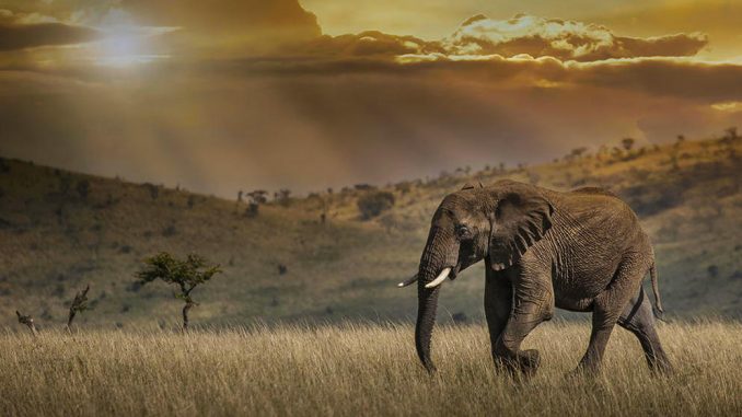 le changement climatique, facteur déterminant de l’extinction des espèces Le changement climatique