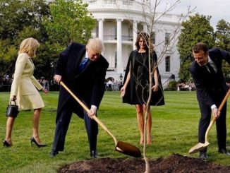 L'arbre symbole de l'amitié Trump-Macron est mort