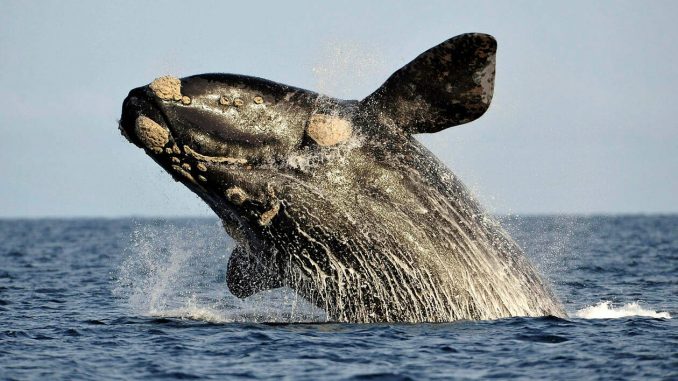 Baleines noires : Le Canada renforce ses mesures de protection Baleines noires : Le Canada renforce ses mesures de protection