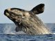Baleines noires : Le Canada renforce ses mesures de protection