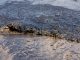 Pollution : 40 000 litres de pétrole déversés dans les eaux les plus pures de la planète