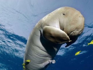 Pollution : mort du bébé-star dugong "Mariam", victime des déchets plastiques