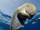 Pollution : mort du bébé-star dugong "Mariam", victime des déchets plastiques