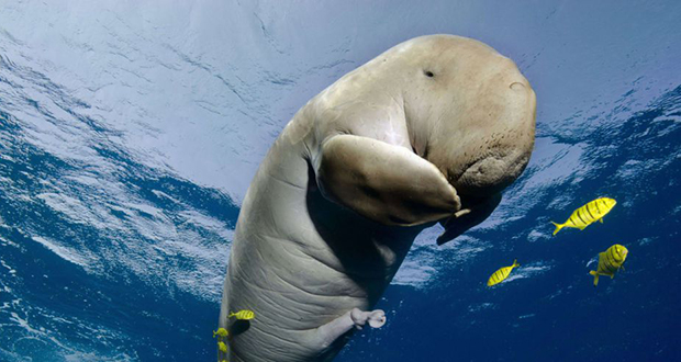 Pollution : mort du bébé-star dugong "Mariam", victime des déchets plastiques Pollution : mort du bébé-star dugong "Mariam", victime des déchets plastiques
