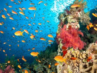 Changement climatique: Les océans pourraient perdre 17 % de leur faune d'ici 2100