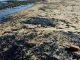 Brésil : une mystérieuse pollution souille plus de 130 plages