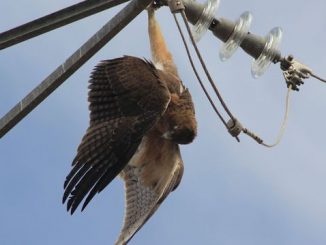 les rapaces en Méditerranée