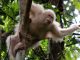 Bornéo : Alba, la seule orang-outan albinos connue dans le monde