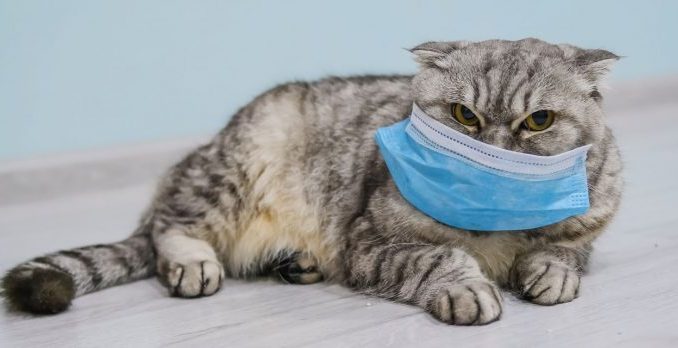 Coronavirus: Un chat contaminé en Belgique